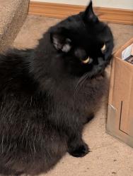 Reunited Male Cat last seen Near 217th PL SE and SE 297th PL, Kent, WA 98042