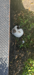 Found/Stray Unknown Cat last seen Near, Tampa, FL 33607
