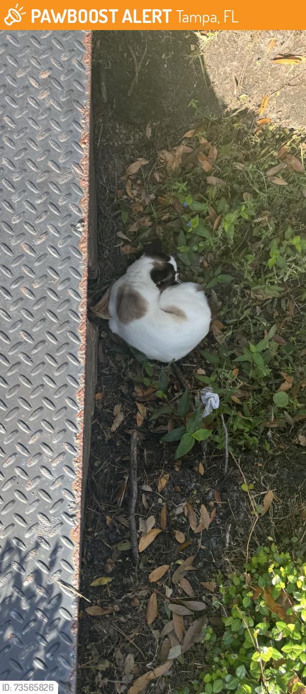 Found/Stray Unknown Cat last seen Near, Tampa, FL 33607