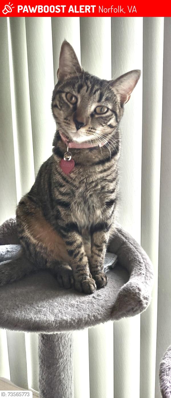 Lost Female Cat last seen Charlney Avenue, Lockamy Lane, Norfolk, VA 23502