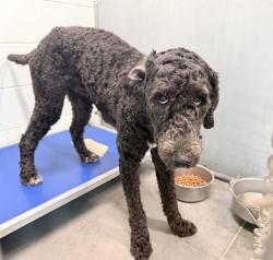 Shelter Stray Male Dog last seen HICKORY AVE/PALMETTO ST, MASCOTTE, 12280 County Rd 448, Tavares, FL 32778, USA