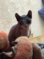 Reunited Male Cat last seen Cook and 111, Indian Wells, CA 92210