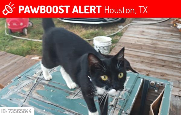 Lost Female Cat last seen Muscatine St, Houston, TX 77015