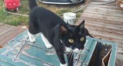 Lost Female Cat last seen Muscatine St, Houston, TX 77015