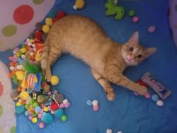 Reunited Male Cat last seen Madison and Jasper St, near the empty lot, Philadelphia, PA 19134