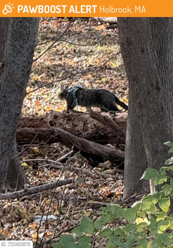 Found/Stray Unknown Cat last seen Spring St & Spring Ln, Holbrook, MA 02343