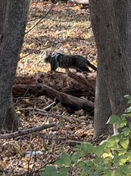 Found/Stray Unknown Cat last seen Spring St & Spring Ln, Holbrook, MA 02343