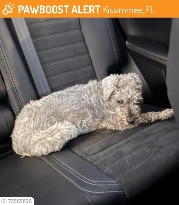 Found/Stray Male Dog last seen Siesta lago st Kissimmee, Kissimmee, FL 34746