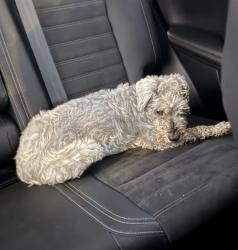 Found/Stray Male Dog last seen Siesta lago st Kissimmee, Kissimmee, FL 34746