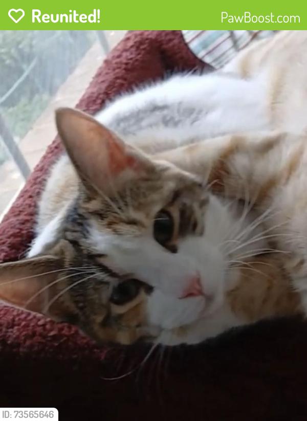Reunited Female Cat last seen Kingsgate Neighborhood, Knoxville, TN 37934
