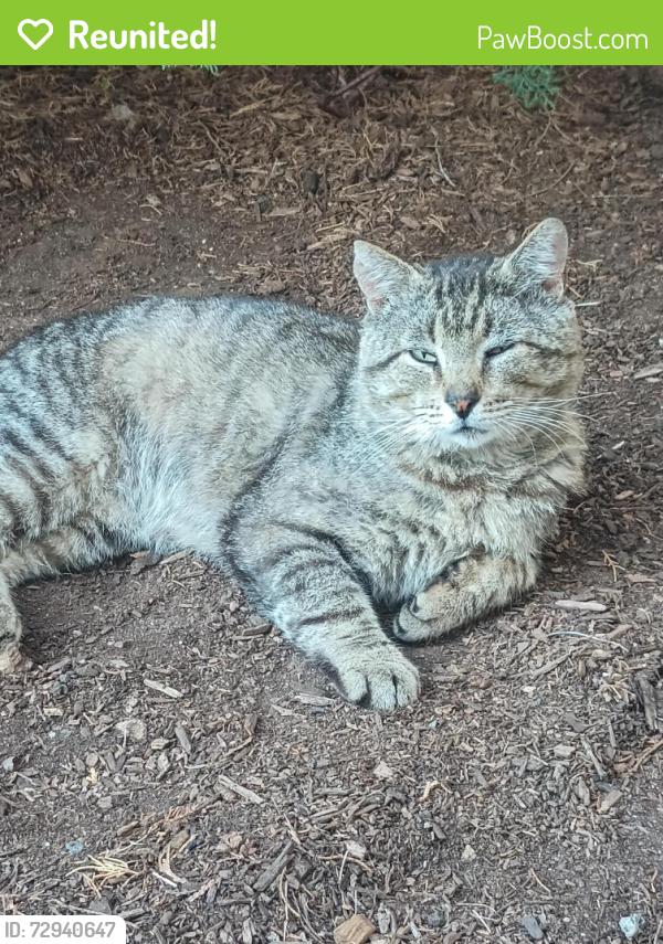 Reunited Unknown Cat last seen State Hwy 27, Metuchen, NJ 08840