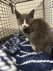 Shelter Stray Male Cat last seen Near Galbraith Street, City of Knoxville ASO, TN, 3201 Division St, Knoxville, TN 37919, USA