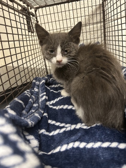 Shelter Stray Male Cat last seen Near Galbraith Street, City of Knoxville ASO, TN, 3201 Division St, Knoxville, TN 37919, USA