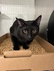 Shelter Stray Unknown Cat last seen Near Maloney Rd, Knox County ASO, TN, 3201 Division St, Knoxville, TN 37919, USA