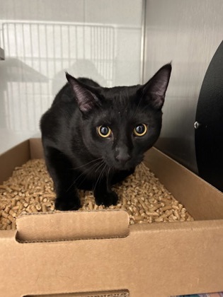 Shelter Stray Unknown Cat last seen Near Maloney Rd, Knox County ASO, TN, 3201 Division St, Knoxville, TN 37919, USA