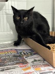 Shelter Stray Male Cat last seen Near Maloney Rd, Knox County ASO, TN, 3201 Division St, Knoxville, TN 37919, USA