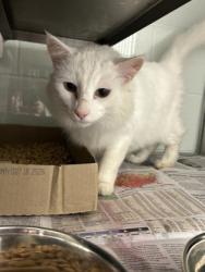Shelter Stray Male Cat last seen Near Berea Ave, City of Knoxville ASO, TN, 3201 Division St, Knoxville, TN 37919, USA
