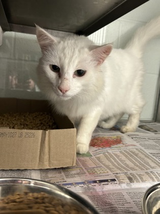 Shelter Stray Male Cat last seen Near Berea Ave, City of Knoxville ASO, TN, 3201 Division St, Knoxville, TN 37919, USA