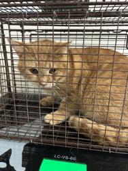 Shelter Stray Unknown Cat last seen Near Bowers Park Cir, Knox County ASO, TN, 3201 Division St, Knoxville, TN 37919, USA