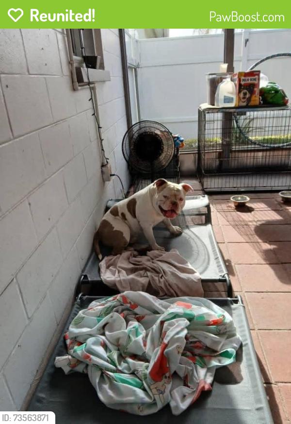 Reunited Male Dog last seen Trask Drive, Holiday, Fl, Usa, Holiday, FL 34691