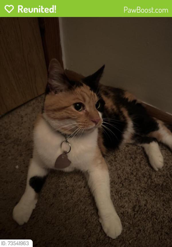 Reunited Female Cat last seen Bowlocity, Rochester, MN 55906
