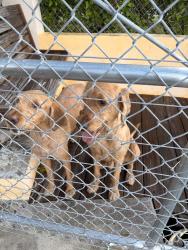 Reunited Male Dog last seen MarineMax Pompano, Pompano Beach, FL 33062