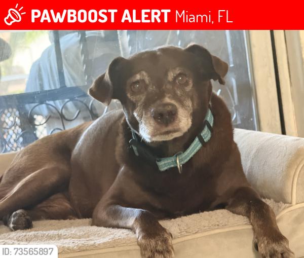 Lost Male Dog last seen Near and between 199th and Countyline, Miami, FL 33169