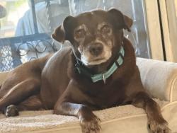 Lost Male Dog last seen Near and between 199th and Countyline, Miami, FL 33169