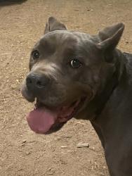 Lost Female Dog last seen Hickory Grove Rd. and MountainView St, Gastonia, Gastonia, NC 28120