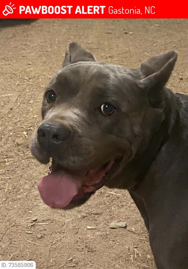Lost Female Dog last seen Hickory Grove Rd. and MountainView St, Gastonia, Gastonia, NC 28120
