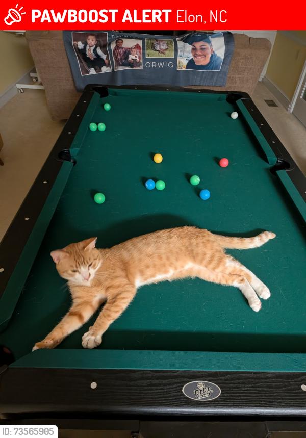 Lost Male Cat last seen Manning and Haggard, Elon, NC 27244