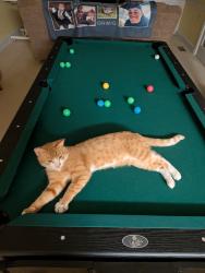 Lost Male Cat last seen Manning and Haggard, Elon, NC 27244