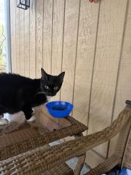 Found/Stray Unknown Cat last seen Rt. 98- Aldrich St. and Kasey Court, Uxbridge, MA 01569