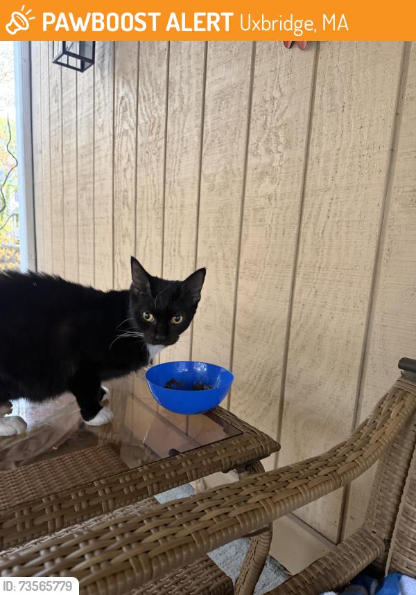 Found/Stray Unknown Cat last seen Rt. 98- Aldrich St. and Kasey Court, Uxbridge, MA 01569