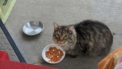 Found/Stray Unknown Cat last seen Near Bowmont Way, Elk Grove, CA 95758