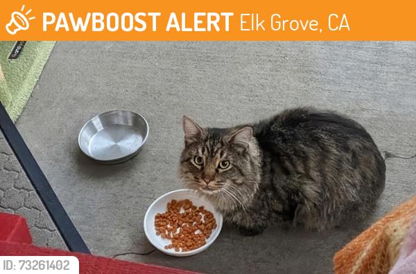 Found/Stray Unknown Cat last seen Near Bowmont Way, Elk Grove, CA 95758