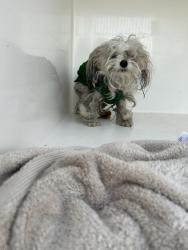 Shelter Stray Unknown Dog last seen Near Mason Neck Lane, VIRGINIA BEACH, VA, 23464, 341 S Birdneck Rd, Virginia Beach, VA 23451, USA