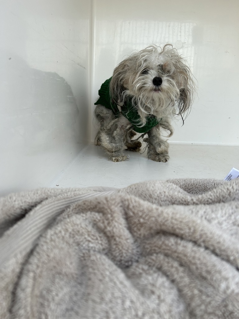 Shelter Stray Unknown Dog last seen Near Mason Neck Lane, VIRGINIA BEACH, VA, 23464, 341 S Birdneck Rd, Virginia Beach, VA 23451, USA