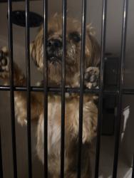 Shelter Stray Male Dog last seen S Rosemont Road, VIRGINIA BEACH, VA, 23452, 341 S Birdneck Rd, Virginia Beach, VA 23451, USA
