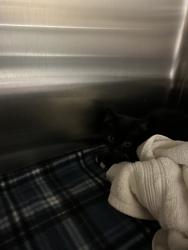 Shelter Stray Female Cat last seen Near Norwell Lane, VIRGINIA BEACH, VA, 23455, 341 S Birdneck Rd, Virginia Beach, VA 23451, USA