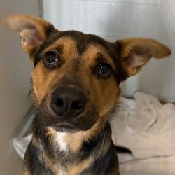 Shelter Stray Male Dog last seen Near NW 158th Avenue, MADRID, IA, 50156, Des Moines, IA 50313