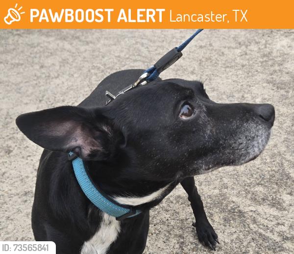Found/Stray Unknown Dog last seen West Main at Blue Grove, Lancaster, TX 75146