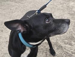 Found/Stray Unknown Dog last seen West Main at Blue Grove, Lancaster, TX 75146