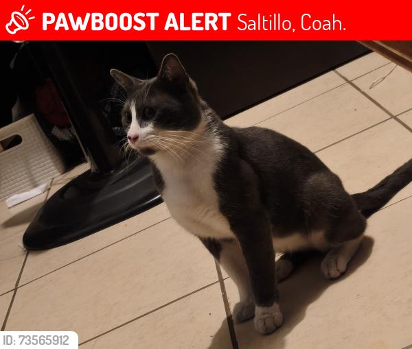 Lost Male Cat last seen Blvd. Valdez Sánchez y Bonanza/Minería, Saltillo, Coah. 25295