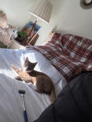 Reunited Male Cat last seen Near Seaton Rd, Stamford, CT 06902, USA, Stamford, CT 06902