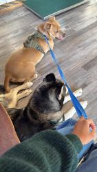 Found/Stray Male Dog last seen Story and Machado, San Jose, CA 95127
