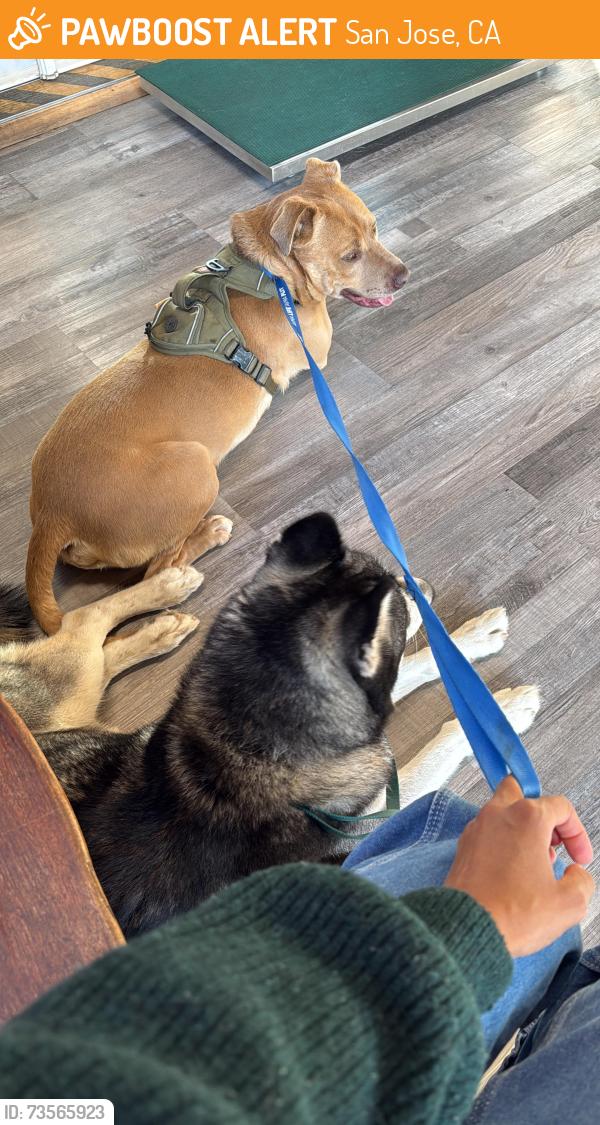 Found/Stray Male Dog last seen Story and Machado, San Jose, CA 95127