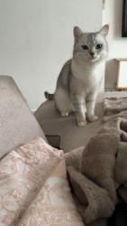 Lost Male Cat last seen Grayshott Road, Greater London, England 