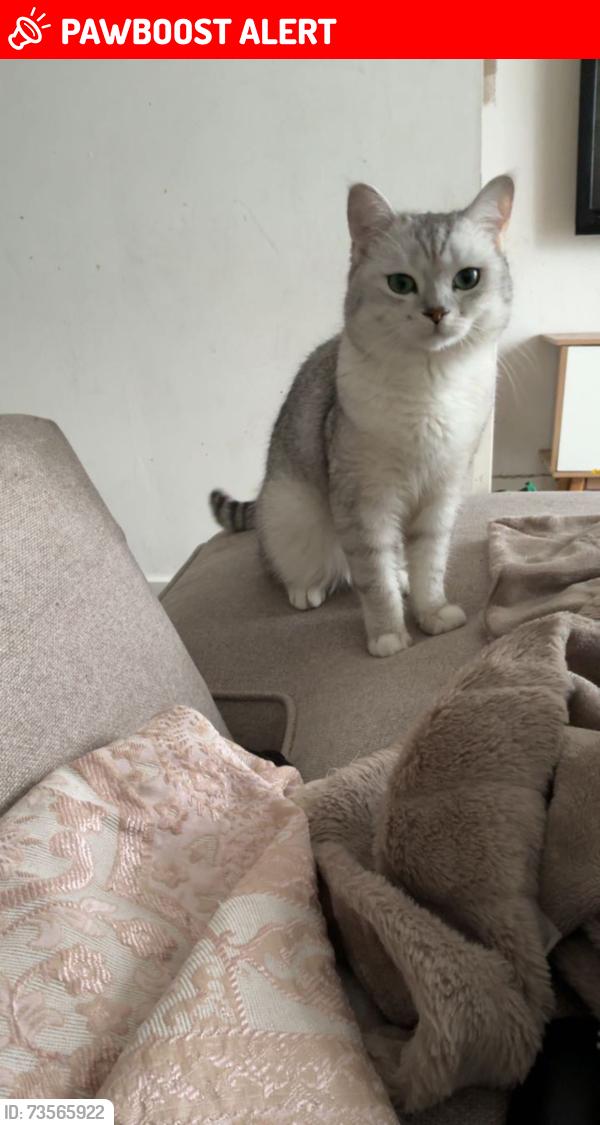 Lost Male Cat last seen Grayshott Road, Greater London, England 