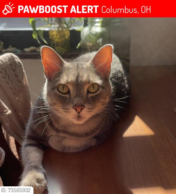 Lost Male Cat last seen patterson and high street, Columbus, OH 43202